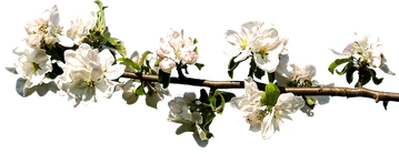Motiv von Pixabay: Apfelblüten.