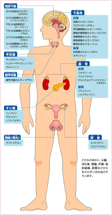 主な内分泌臓器とホルモン