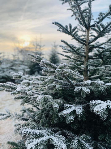 Die Nordmanntanne: Der Bioweihnachtsbaum par excellence