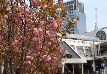 Double Cherry Blossoms, Kawasaki Station West Exit