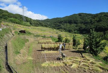 信州上田 稲倉の棚田