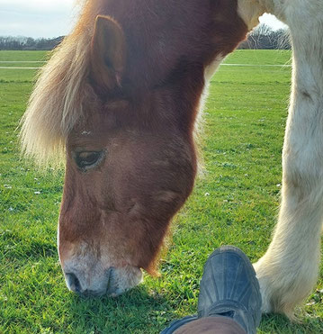 Helgi grast dicht neben seiner auf dem Boden sitzenden Reiterin, deren Reitstiefel auf dem Bild neben seinem Kopf zu sehen sind