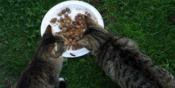 Zwei Katzen fressen aus einem Futternapf (Symbolbild) Foto: imago/Ina Peek