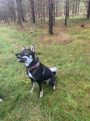 四国犬  Shikoku Ken, nederlandse shikoku fokker