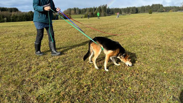 Futterbeutelarbeit, Hundeschule Namida, Anja Niederberger