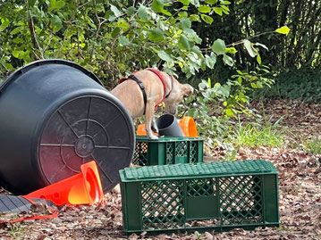 Futterbeutelarbeit, Hundeschule Namida, Anja Niederberger