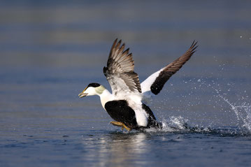 Eider à duvet © Yann Février