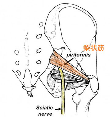 ドクターバンカイロプラクティック：Dr.Ban Chiropractic in Osaka：梨状筋症候群
