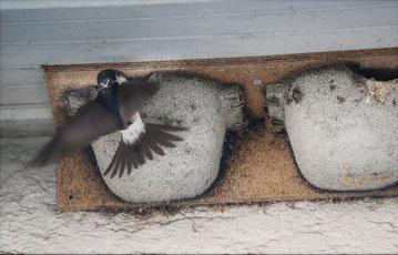 Mehlschwalbe beim Füttern, Foto: R. Grau