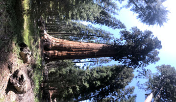 Over half a century after "The Big Trail", John Wayne returned to Sequoia National Park to do a commercial for Great Western Savings. He picked the locations himself.