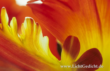 Bild 7: Tulpendetail (Tulipa), Nikon F 100, Nikkor 2.8/105mm Micro, Kodak Elite Chrome 100 Extra Colour