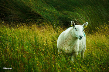 Landschaft und Schafe soweit das Auge reicht.