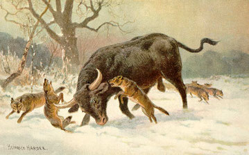 Dessin de Heinrich Harder