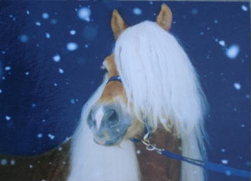 Haflinger im Winter, Haflinger bei schnee, es schneit