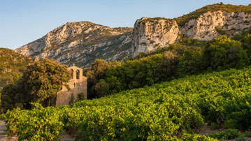 image d'une vigne à flanc de colline 