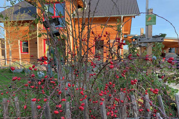 Hagebutten / Plakette 'Vogelfreundlicher Garten'