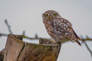 Foto: Manfred Lendle