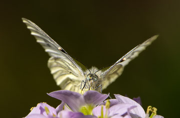 Foto: Peter Liebthal