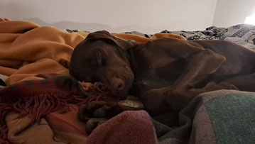 Foto eines braunen auf vielen Decken schlafenden Hundes.