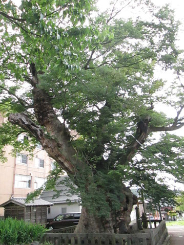 雨の「蛸欅」枝がタコの足のよう!