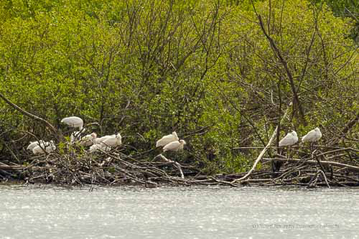 Kolonie Löffler im Nationalpark De Alde Feanen