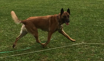 Futterbeutelarbeit, Hundeschule Namida, Anja Niederberger