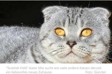 Scottish Fold Im Tierheim Katzengenetik Vererbung Der