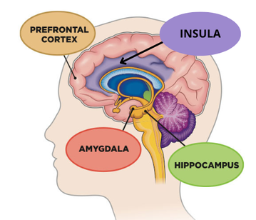 crise d’angoisse; attaques de panique; comprendre les crises d’angoisse; comment calmer une crise d’angoisse; symptômes crise d’angoisse; causes crise d’angoisse; insula angoisse; amygdale peur; système nerveux et anxiété; régulation émotionnelle; kinésio