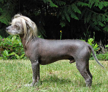 Chinese Crested Dog