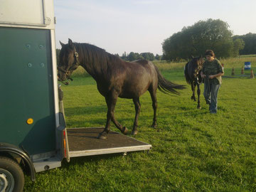 Nach erfolgreichem Hängertraining mit Koko als Vorbild - auf zur internationalen Morgan-Horse-Show im August 2011