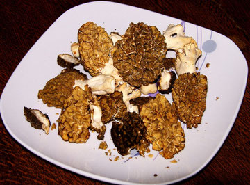 recolte de morilles