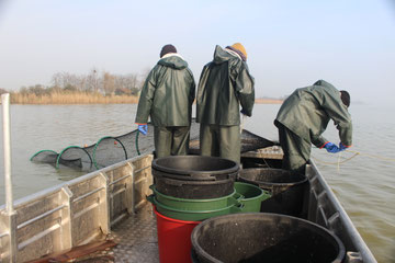 Fischerei mit Trappnetzen