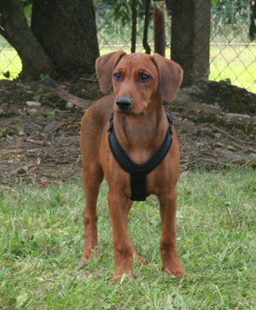 Deutsche Pinscher vom Sylbachtal, Pinscher, Welpen, Pinscherzucht