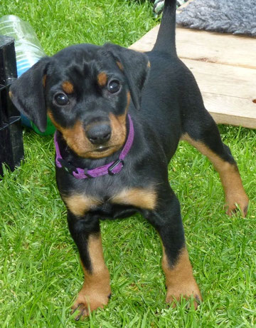 Deutsche Pinscher vom Sylbachtal, Pinscher, Welpen, Pinscherzucht