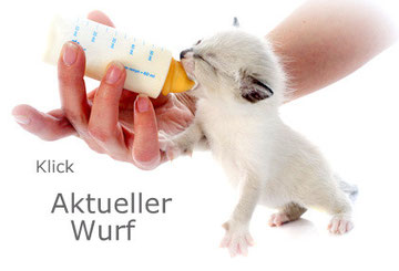 Kitten mit Flasche, Bildquelle: © cynoclub - Fotolia.com
