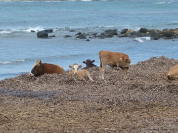 La plage de Barcaggio ...