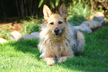 Ein Hund namens "Fussel"
