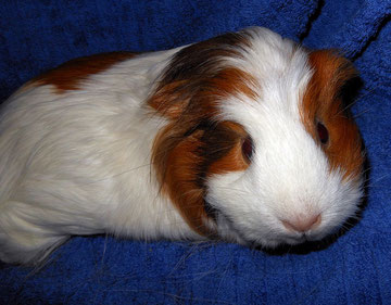 Prinzessin Isabella