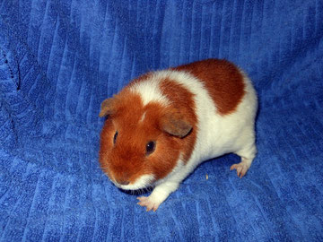 Josi, der Irrwisch