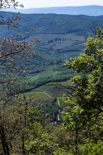 Chianti Classico