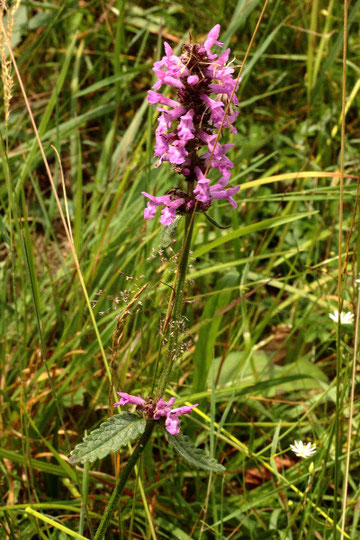 Heil-Ziest (Echte Betonie) - Betonica officinalis, Moosalbtal (G. Franke, 19.06.2018)