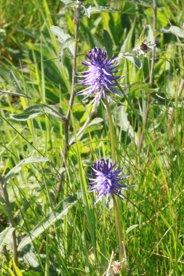 Ährige Teufelskralle (blau blühende Unterart) - Phyteuma spicatum ssp. caeruleum, Magerwiese bei Karlsbad-Ittersbach (G. Franke, 14.05.2011)