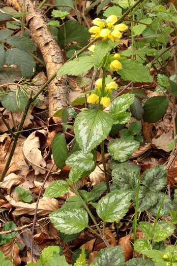 Silberblättrige Taubnessel - Lamium galeobdolon ssp. argentatum; bei Dietenhausen (G. Franke, 13.04.2017)