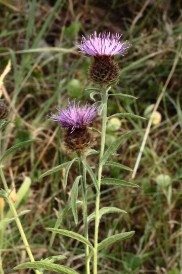 Hain-Flockenblume - Centaurea nigra ssp. nemoralis; Wiesenrand bei Karlsbad-Spielberg (G. Franke, 30.07.2022)