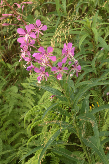 Schmalblättriges Weidenröschen - Epilobium angustifolium; Moosalbtalhang (G. Franke, 19.06.2018)