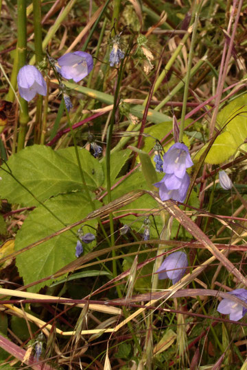 Rundblättrige Glockenblume - Campanula rotundifolia; Wiese bei Karlsbad-Spielberg (G. Franke, 31.05.2022)
