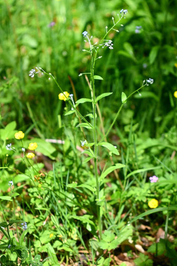 Wald-Vergissmeinnicht (Artengruppe) - Myosotis sylvatica agg., Waldwegrand bei Waldbronn-Reichenbach (G. Franke, 14.05.2024)