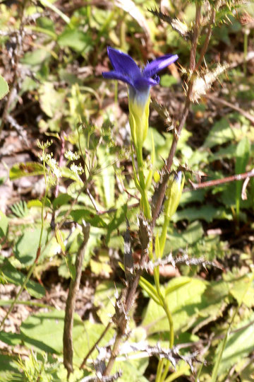 Fransen-Enzian - Gentianella ciliata; bei Dietlingen (G. Franke, 15.09.2011)