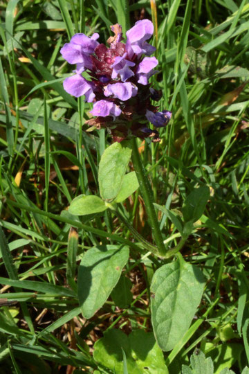 Gemeine Braunelle - Prunella vulgaris (G. Franke)