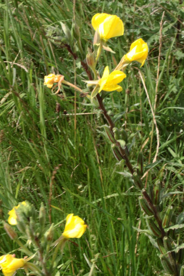 Gewöhnliche Nachtkerze - Oenothera biennis, Ackerrand bei Karlsbad-Auerbach (G. Franke, 31.07.2021)